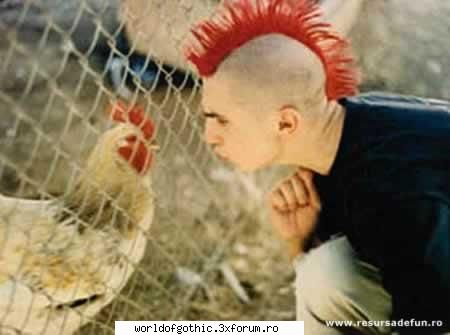 mai glumitzi mah ceva !!! deosebiti animalul
