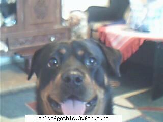 Pets - Pai,am un caine Rottweiler - Off-Topic